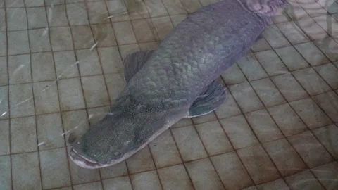 Arapaima fish swimming in a tiled pool. Stock Footage 326661232