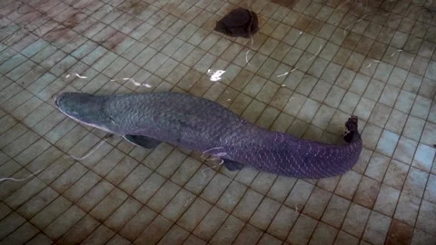 Arapaima fish swimming in a tiled pool. Stock Footage 326661296