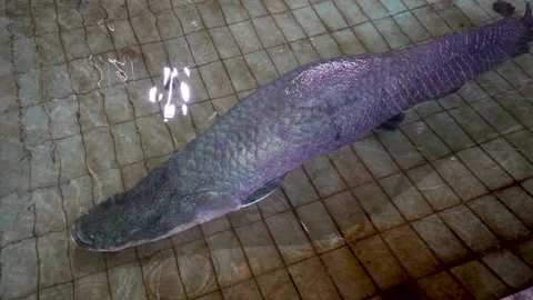 Arapaima fish swimming in a tiled pool. Stock Footage 326661333