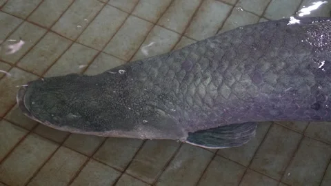 Arapaima fish swimming in a tiled pool. Stock Footage 326661372