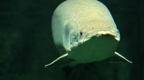 Arapaima fish under water Stock Footage 60942739