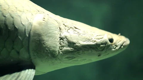 Arapaima fish under water 库存影片 60942785