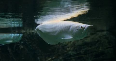 Arapaima Fish Under Water Vidéo 91945115