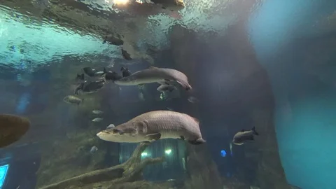 Arapaima Stock Footage 86153549