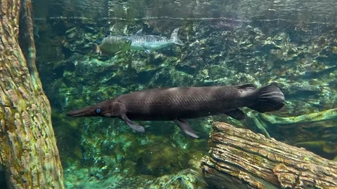 Arapaima Stock Footage 328826192