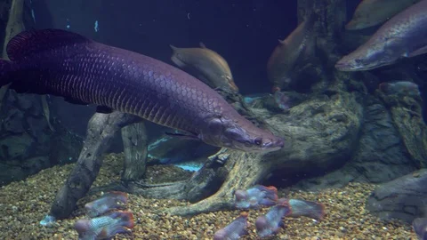 Arapaima A Giant Freshwater Fish Found Stock Video Pond5