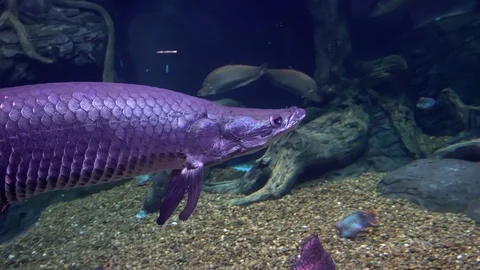 64-Inch Arapaima Fish Mount