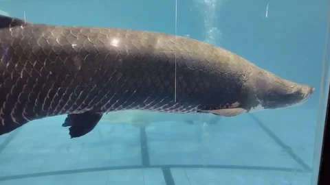 Arapaima gigas fish Stock Footage 291255865