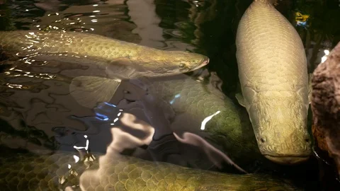 Arapaima gigas in fish ponds, It's a one of the largest fresh-water fishes Stock Footage