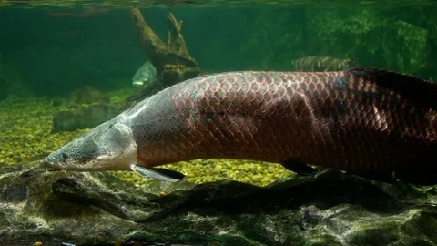Arapaima gigas in fish ponds, It's a one of the largest fresh-water fishes Stock Footage