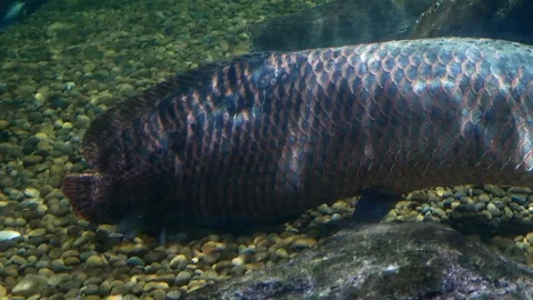 Arapaima gigas in fish ponds, It's a one of the largest fresh-water fishes Stock Footage