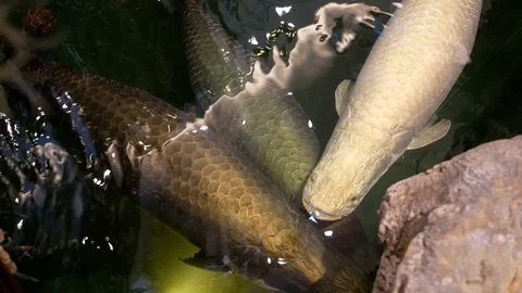 Arapaima gigas in fish ponds, It's a one of the largest fresh-water fishes Stock Footage