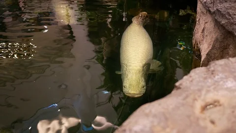 Arapaima gigas in fish ponds, It's a one of the largest fresh-water fishes Stock Footage