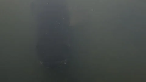 Arapaima, paiche giant Amazon river rainforest fish breathes air Stock Footage 277124036
