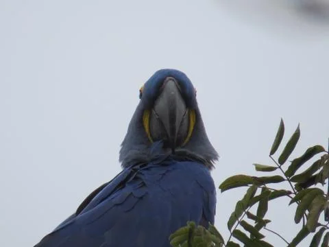 Arara azul Stock Photos
