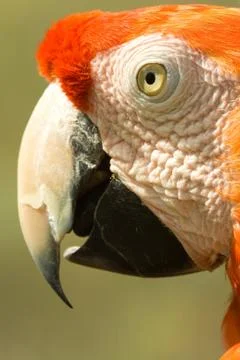 Arara parrot Stock Photos