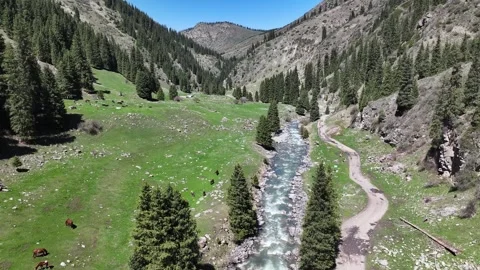 Arashan river and spruce forest in Kyrgyzstan valley, horse grazing. Aerial Video stock 339125517