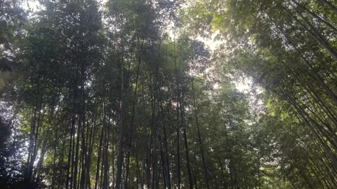 Arashiyama Bamboo 2 库存影片 345540565