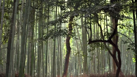 Arashiyama Bamboo Forest 1 库存影片 345540833