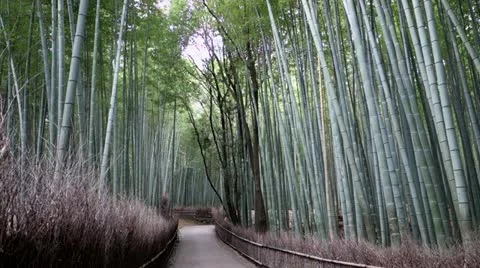 Arashiyama Bamboo Forest Stock Footage 20532711