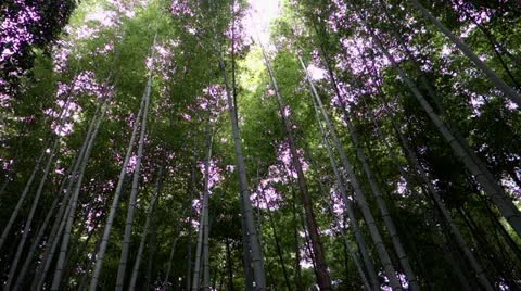 Arashiyama Bamboo Forest Stock Footage 20535604