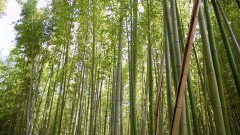 Arashiyama Bamboo Forest Stock Footage 285169858