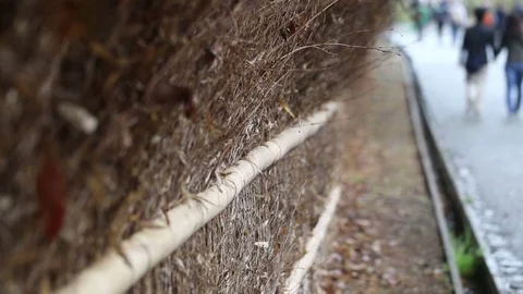Arashiyama bamboo forest nature path way Stock Footage 75003010