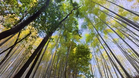 Arashiyama Bamboo Grove Forest Stock Footage 337073553