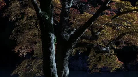 Arashiyama Maple In Fall Colors Video stock 21364382
