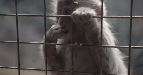 Arashiyama Monkey Park Stock Footage 87138813