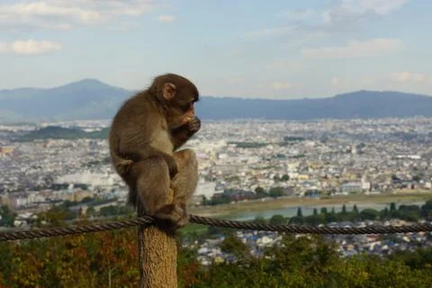 Arashiyama Monkey Park Foto stock