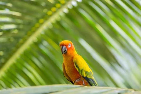 Aratinga solstitialis on banch tree. 写真素材