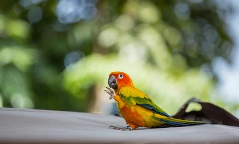 Aratinga solstitialis  (conure) with green background. 스톡 사진