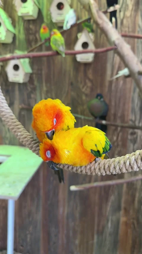 Aratinga solstitialis - parrots Stock Footage 346489030