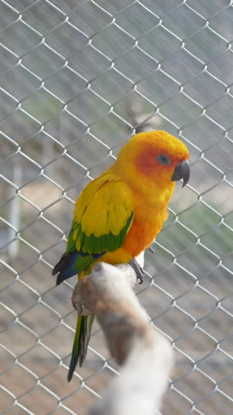 Aratinga solstitialis sun conure parrot facing camera on perch. Bright tropical Stock Footage 331995330