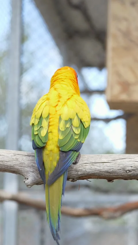 Aratinga solstitialis sun conure seen from back sitting on branch and flies away Stock-Footage 331995355