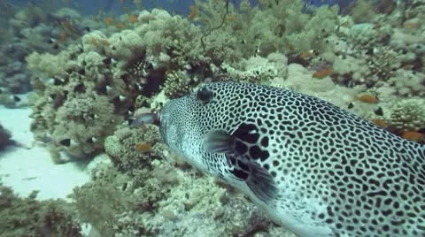 Aratron fish 動画素材 10712604