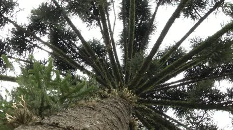 Araucária Angustifólis Stock Footage 12652983