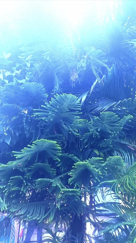 Araucaria, Bluish, Vertical Stock Footage 304610095