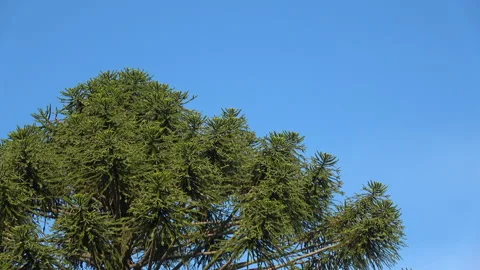 Araucaria branches Stock Footage 278434657