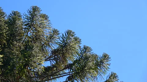 Araucaria branches Stock Footage 278434823