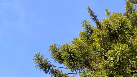 Araucaria branches Stock Footage 291241394