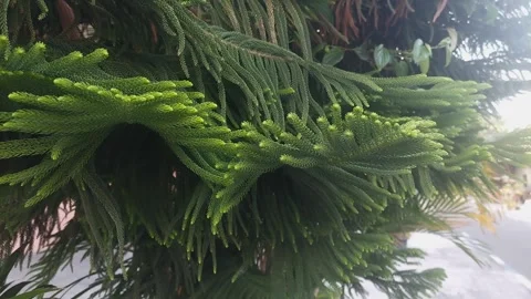 Araucaria columnaris 動画素材 288204115