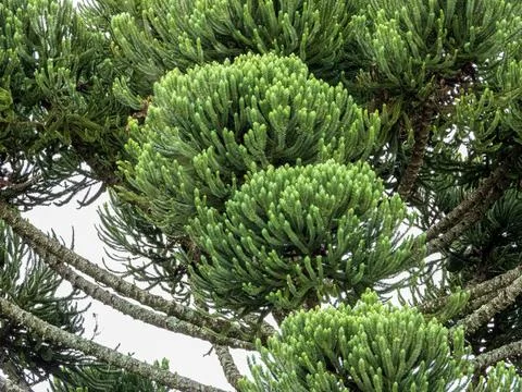 Araucaria detail Stock Photos