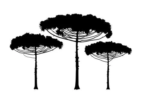 Araucaria Monkey Puzzle Trees Illustrazione stock