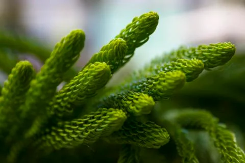Araucaria Stock Photos