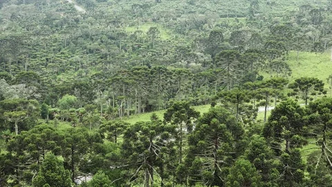 Araucaria pine forest Stock Footage 116512674