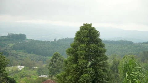 Araucaria Pine Tree Stock Footage 211571622