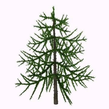 Araucaria sp Tree Stock Illustration
