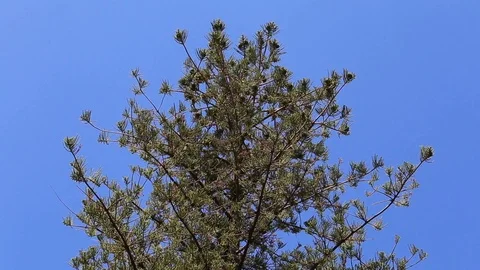 Araucaria tree on blue sky Stock Footage 102459663